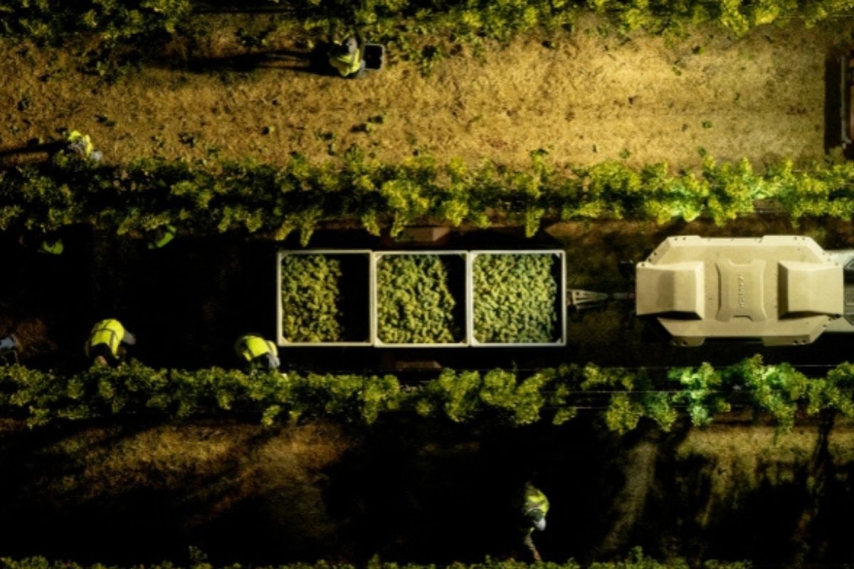 Aerial view of workers harvesting crops at night.