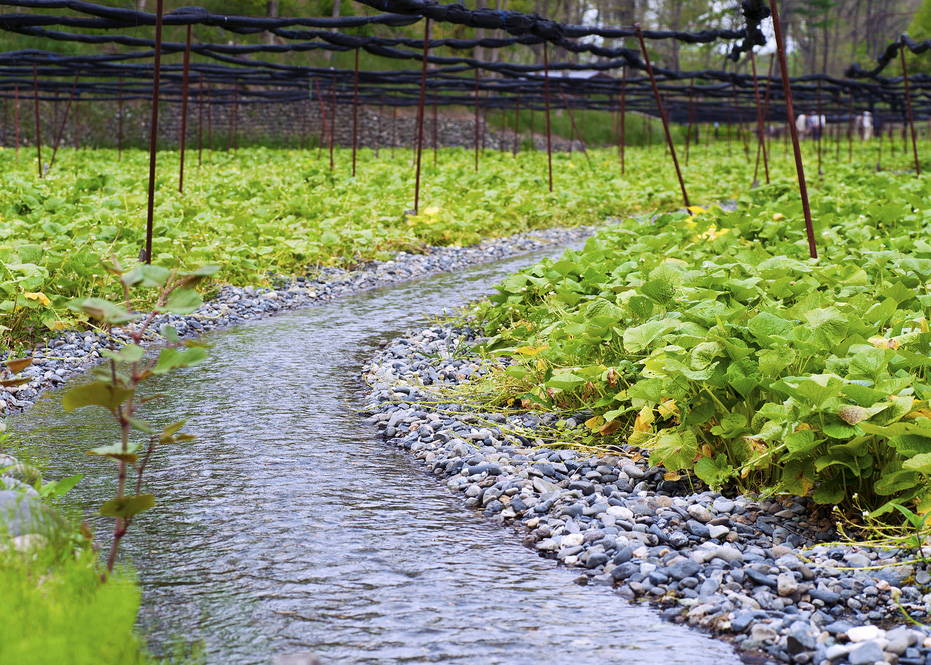 Wasabi field with irrigation