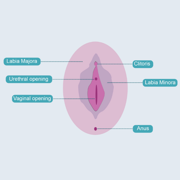 Vulva vs vagina: anatomy of the vulva