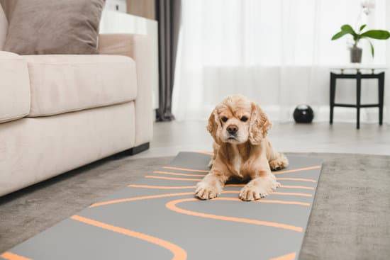 A tan cocker spaniel lies alone on a grey rug in front of a tan couch in a living room