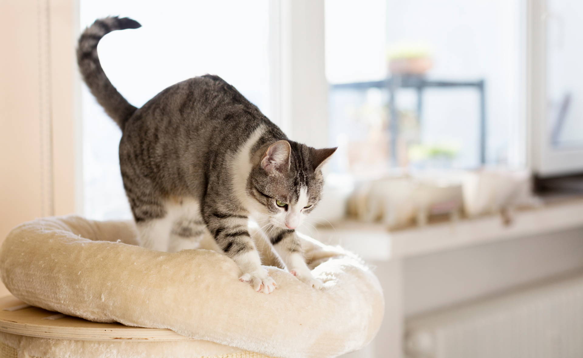 explaining why cats knead on blankets and beds