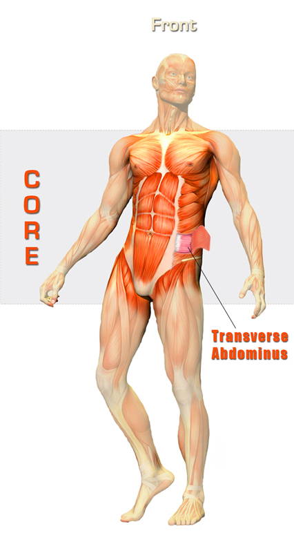 golf swing rotational muscles transverse abdominus