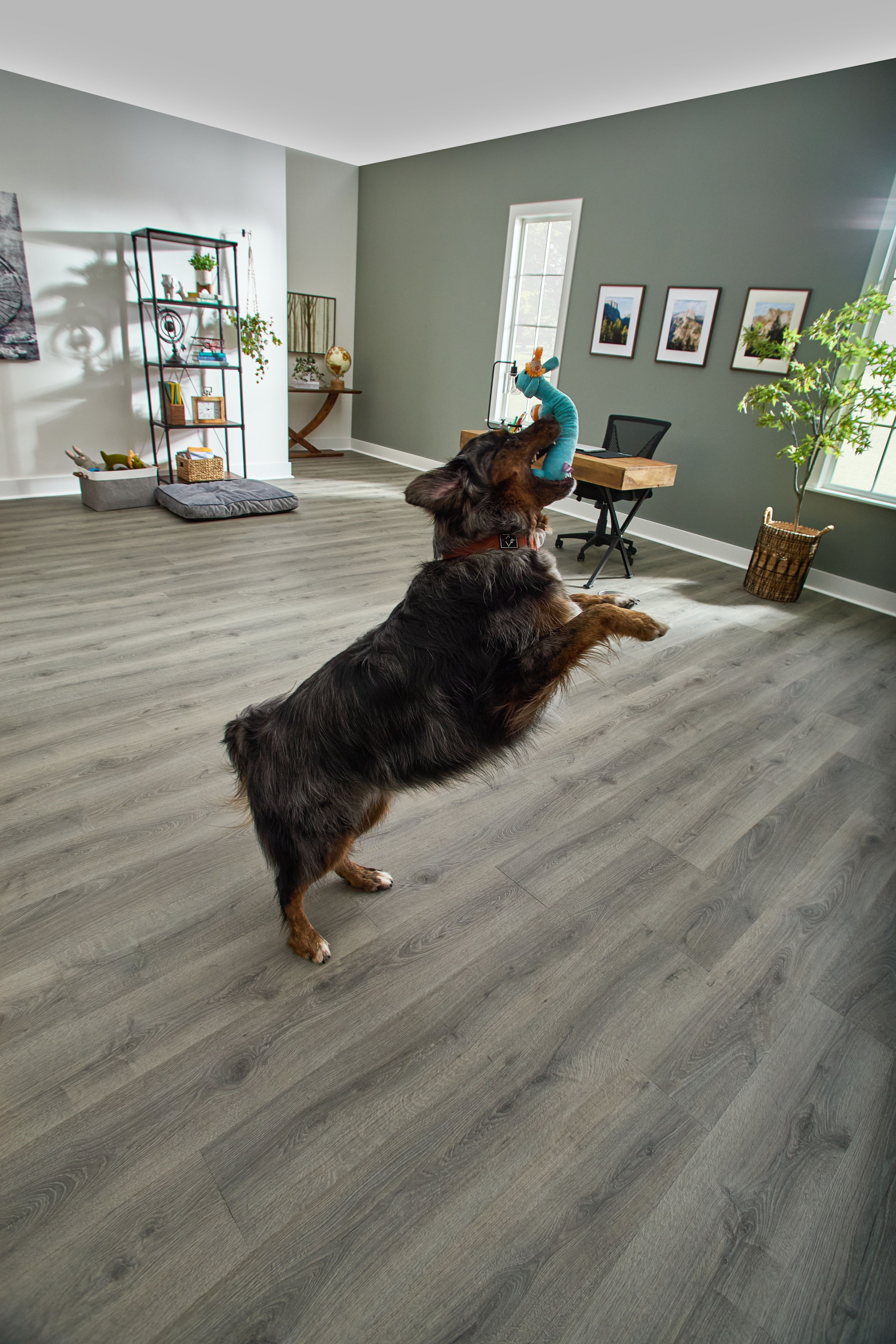 dog jumping on PureTech flooring