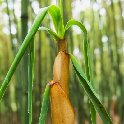 bamboo stock growing