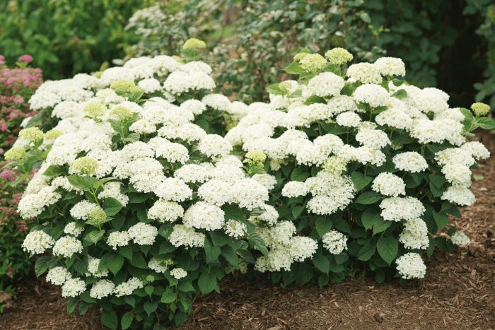Photo of Invincibelle Wee White 2.0 Smooth Hydrangea in an outdoor garden.