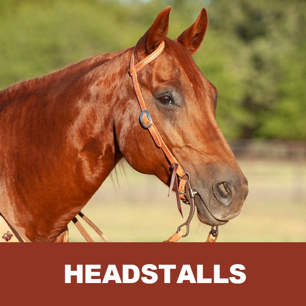 A brown horse wearing a bridle with the text 