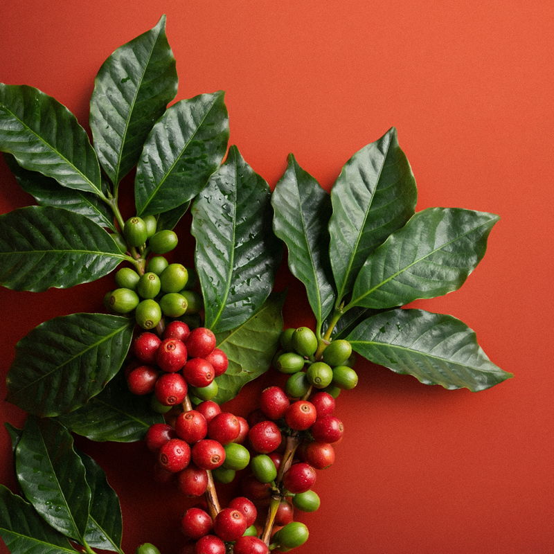 Green and red coffee cherries on leaves against a red background.