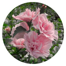Up close photo of 5 Pink Chiffon® Rose of Sharon blooms