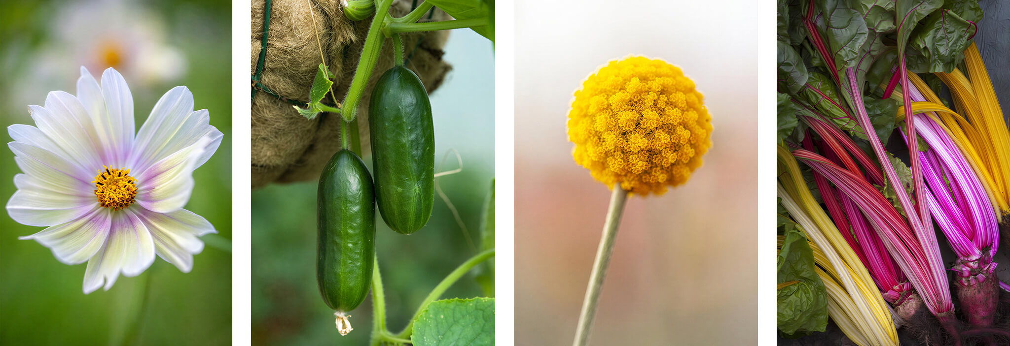 Chiltern Seeds