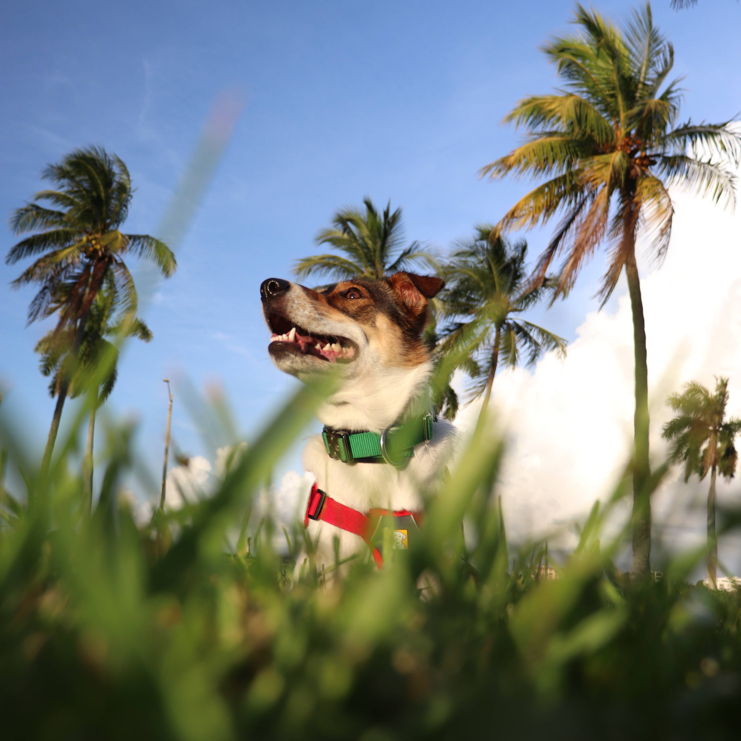 Dog smiling with palm trees and blue sky in the background.