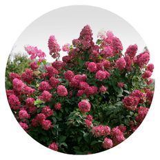 Photo of Fire Light® Panicle Hydrangea (paniculata)
