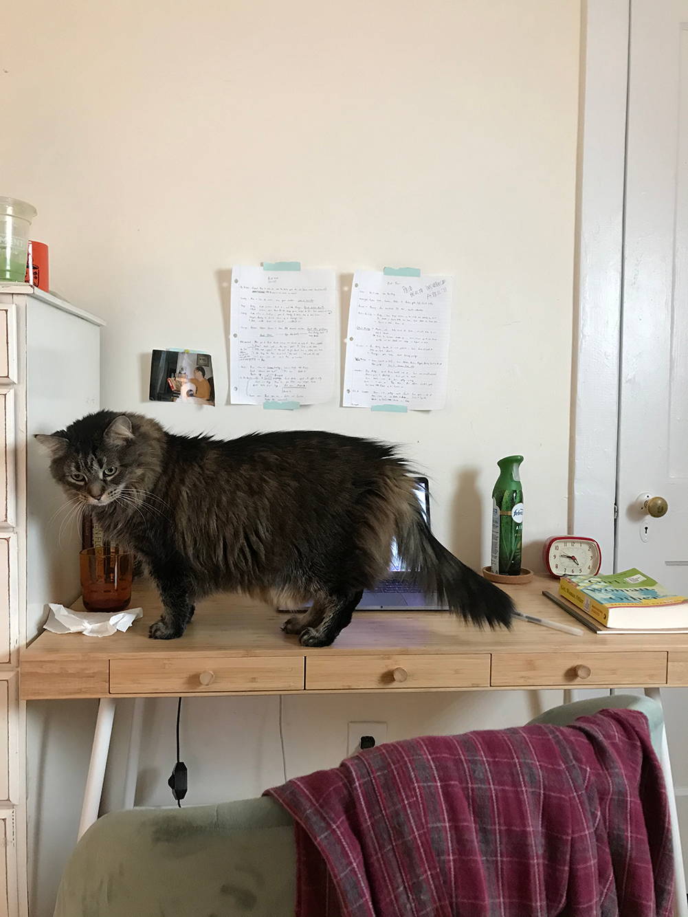 work from home office with cat 