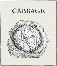 Jump down to Cabbage growing guide