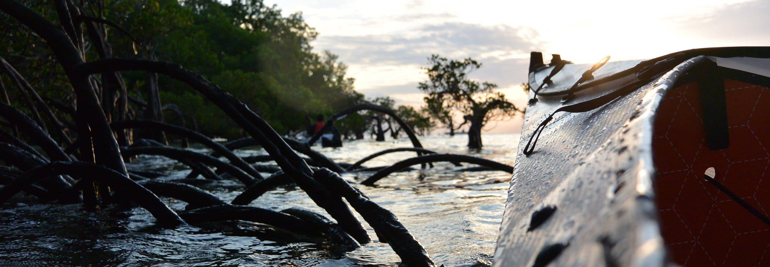 Oru Kayak paddling around mangroves