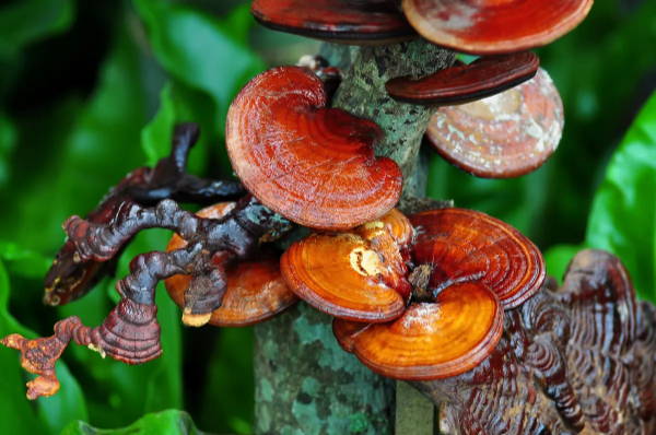 Reishi Mushrooms: 4 Health Benefits Of This Medicinal Mushroom ...