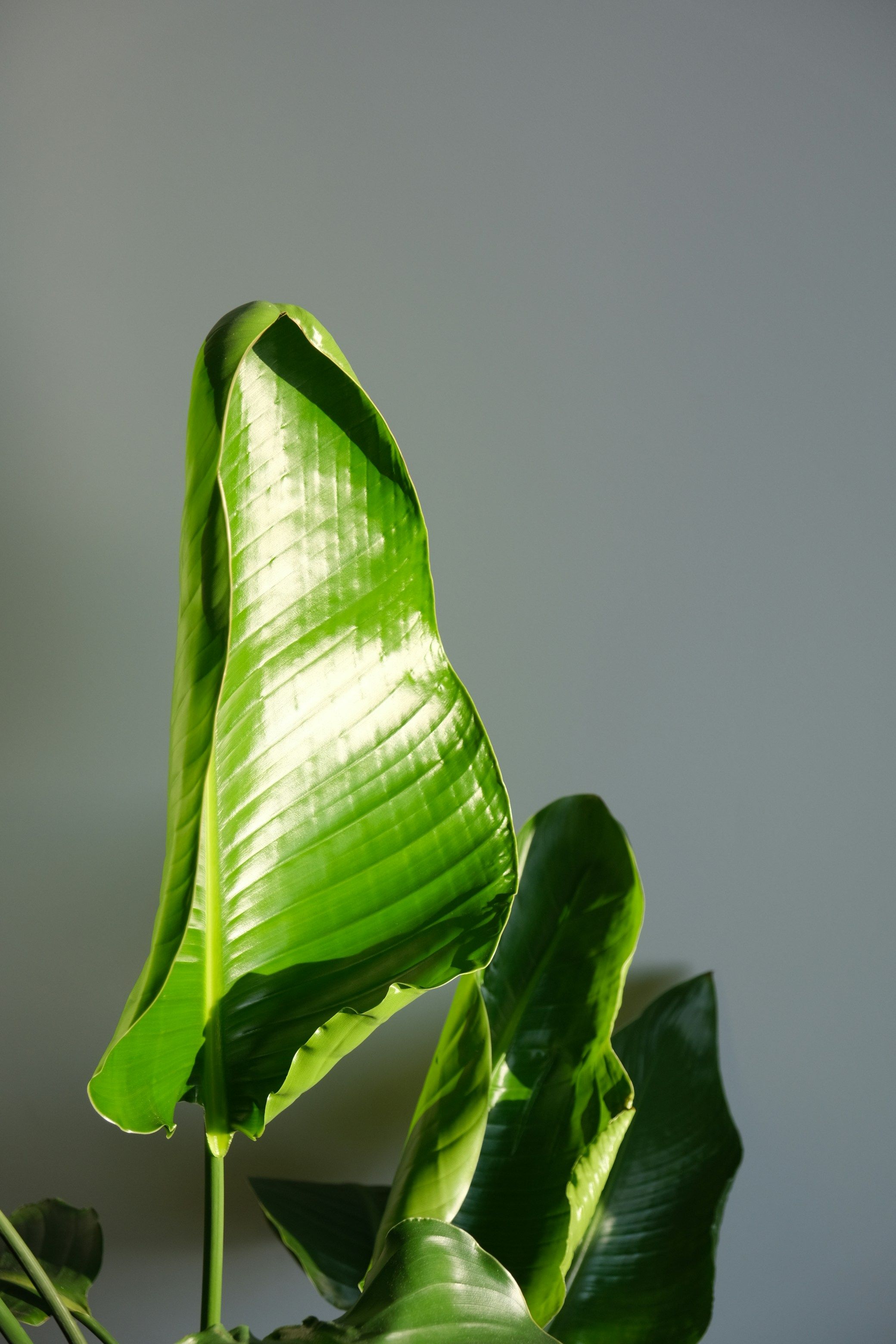 Sprawdzanie wilgotności podłoża strelicji patyczkiem