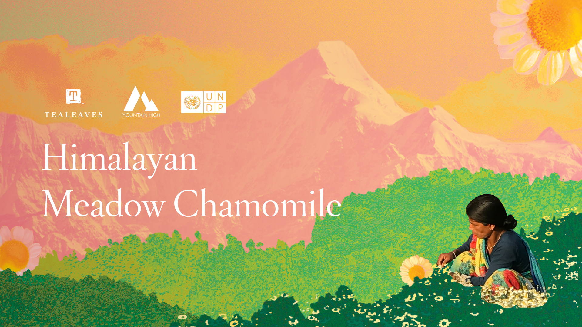 Himalayan Meadow Chamomile