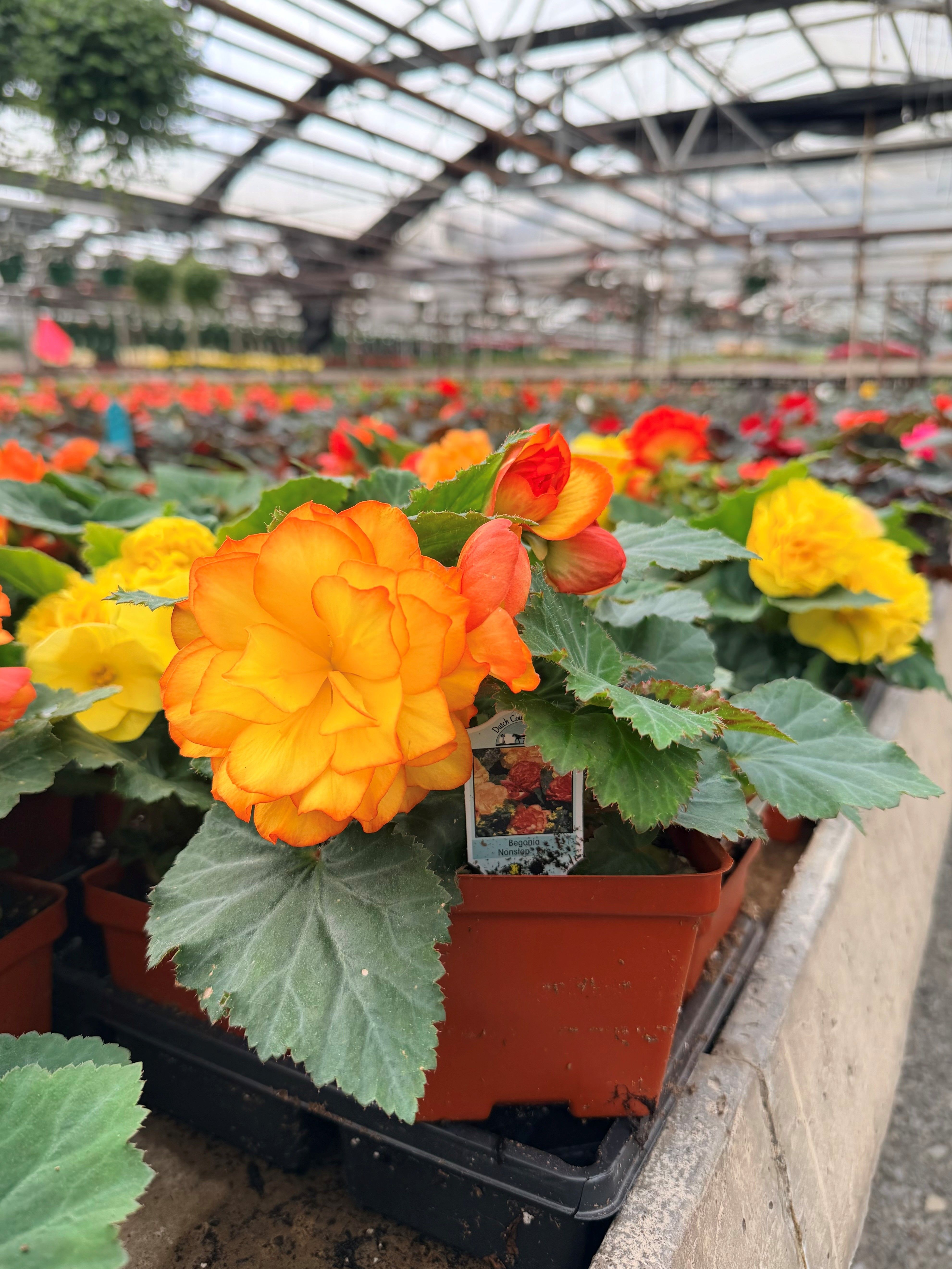Vibrant yellow and orange begonias in a greenhouse setting.