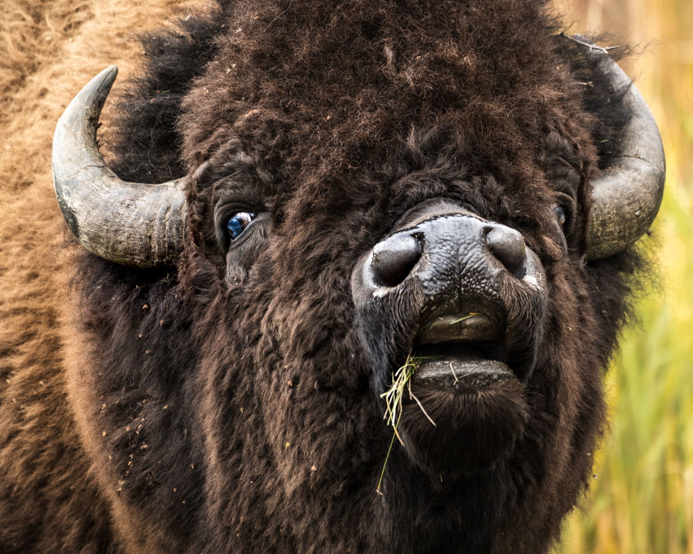 Elk
