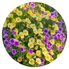 Saffron Finch planted in a garden with Supertunia Hoopla