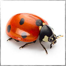Jump down to Lady bugs