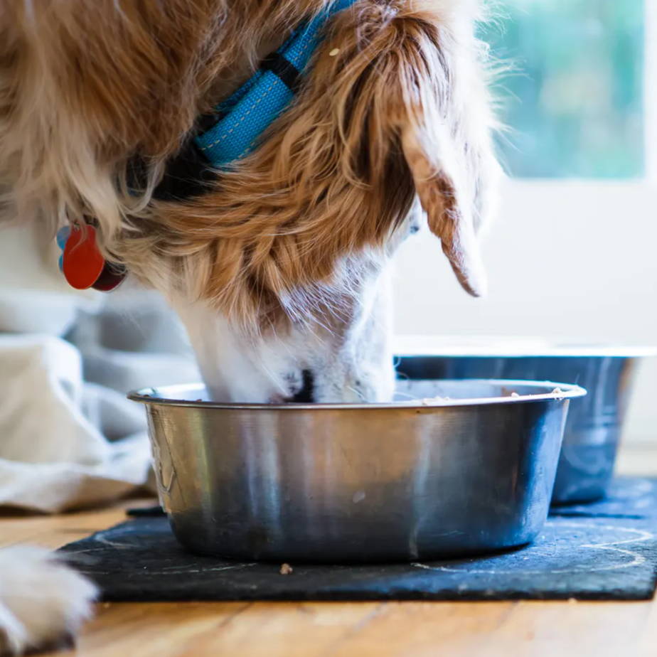 a furry dog with a blue collar on eating out of a metal bowl on a mat