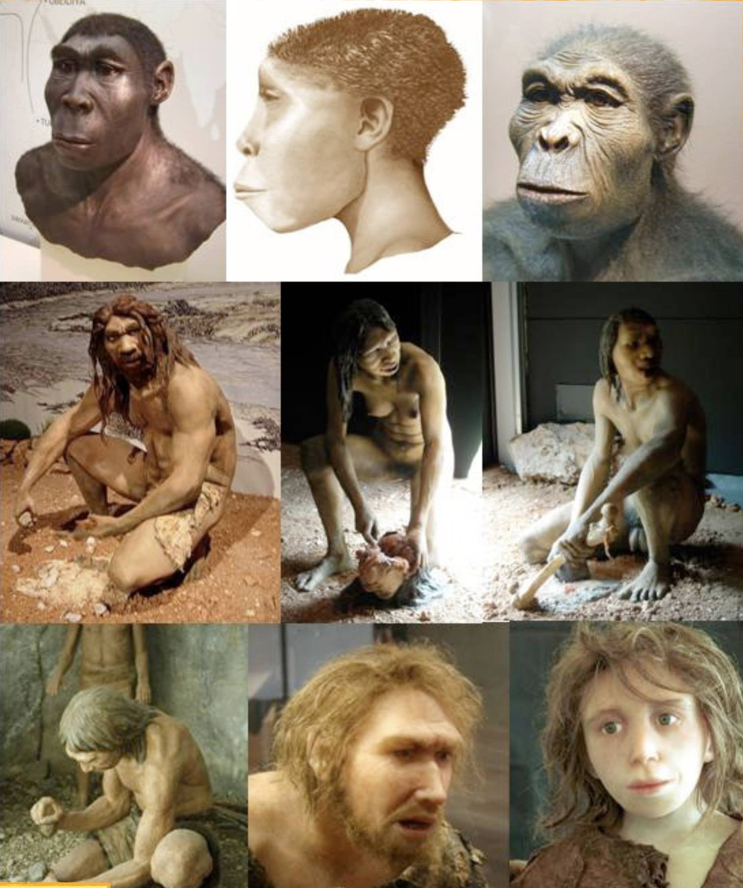 Examples of early humans, including Neanderthals and Homo sapiens