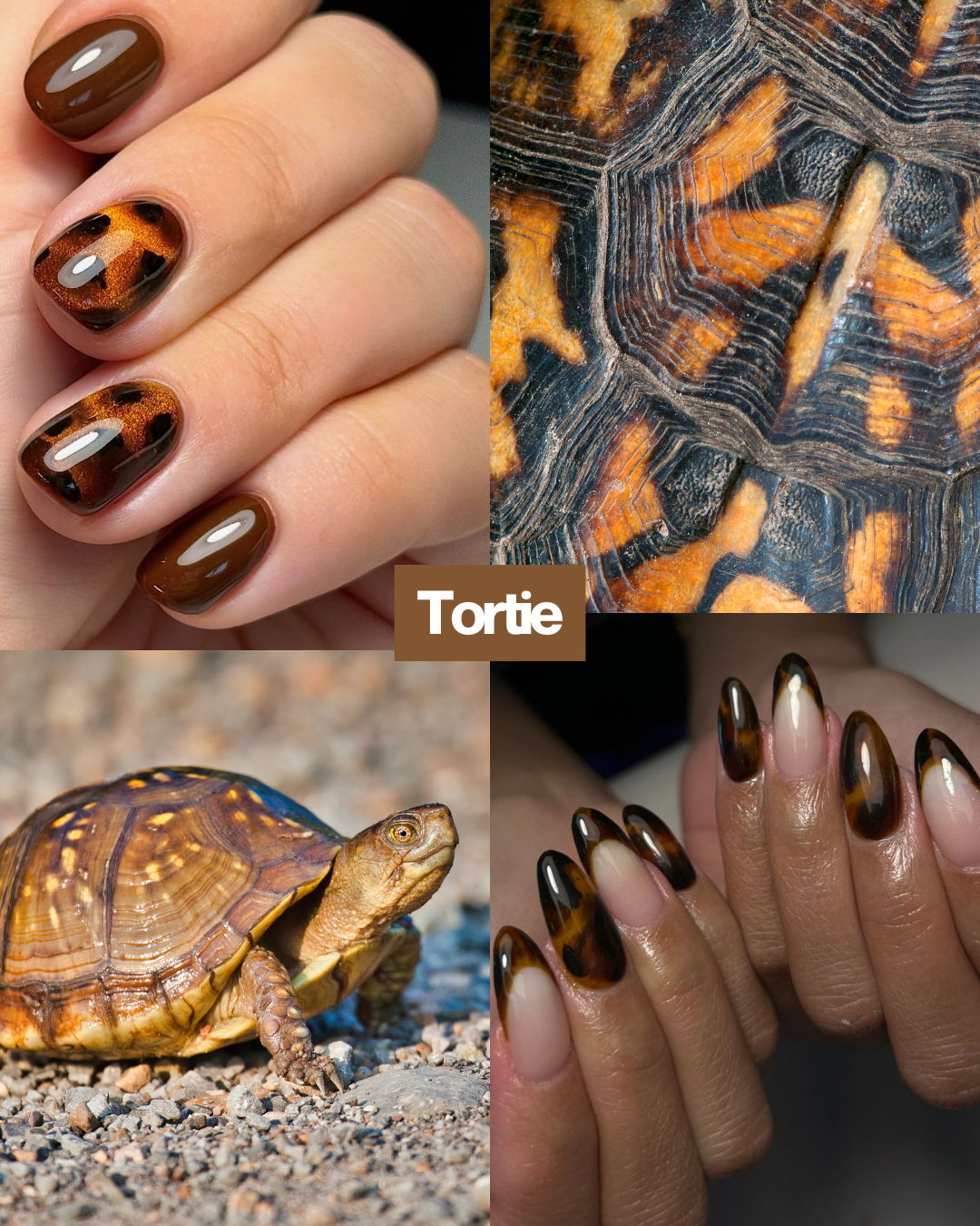 Tortie nails mood board