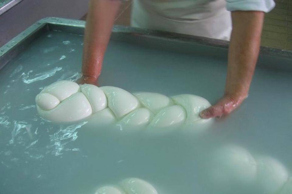A huge platted bufalo mozzarella is carefully taken from a preparation tank