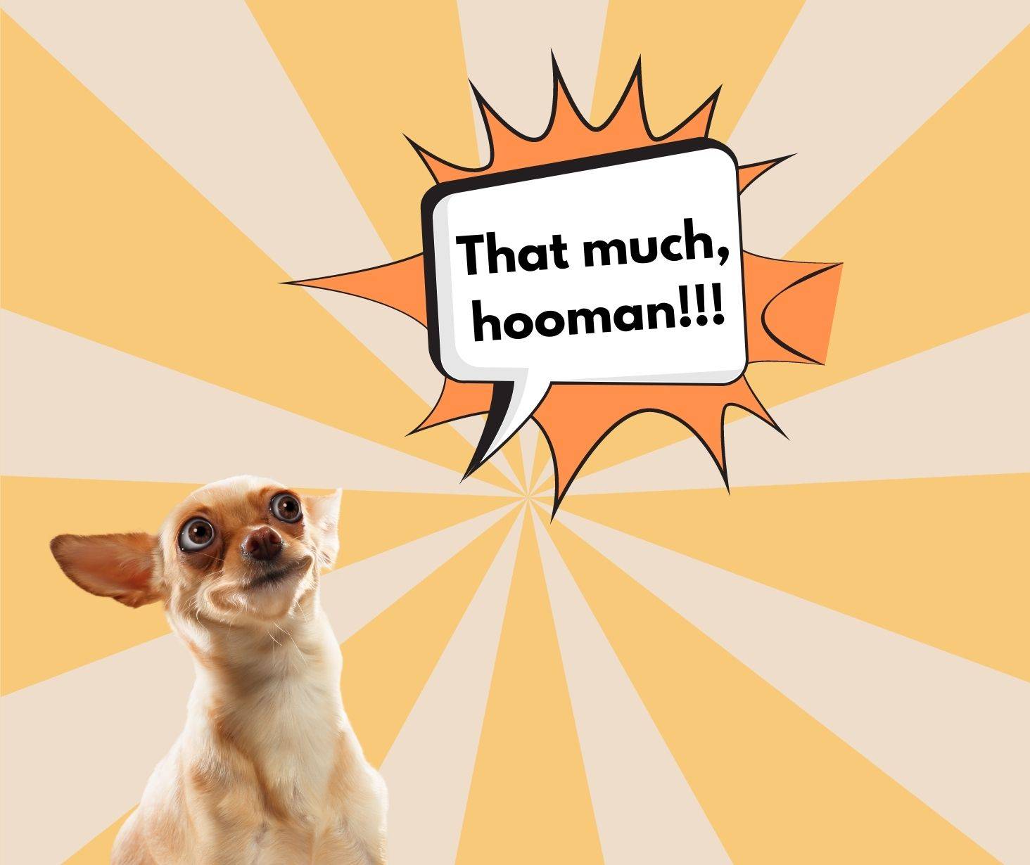 dog meme