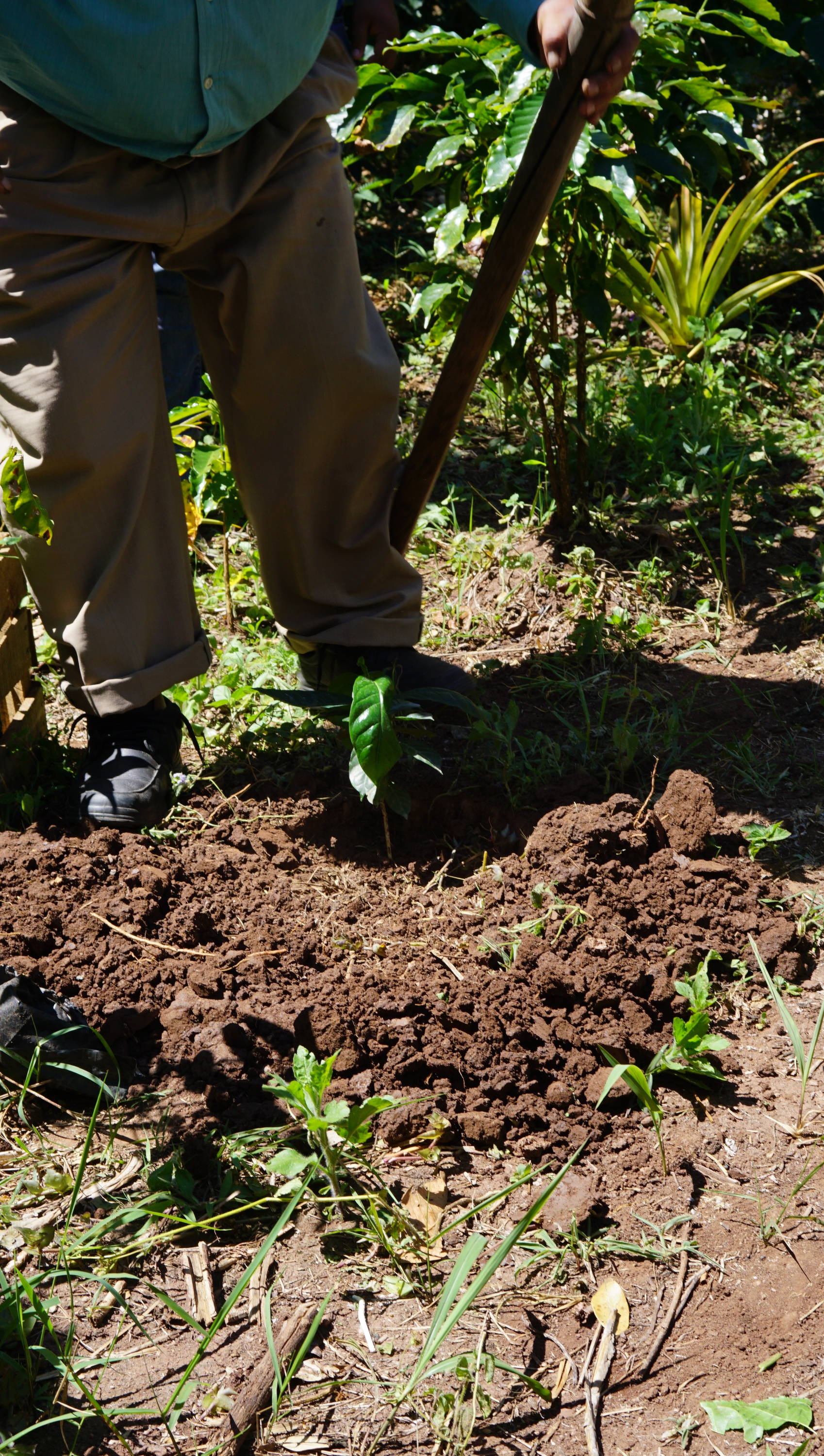 A new coffee sapling being planted in the Amaquil community in Tenejapa, Chiapas