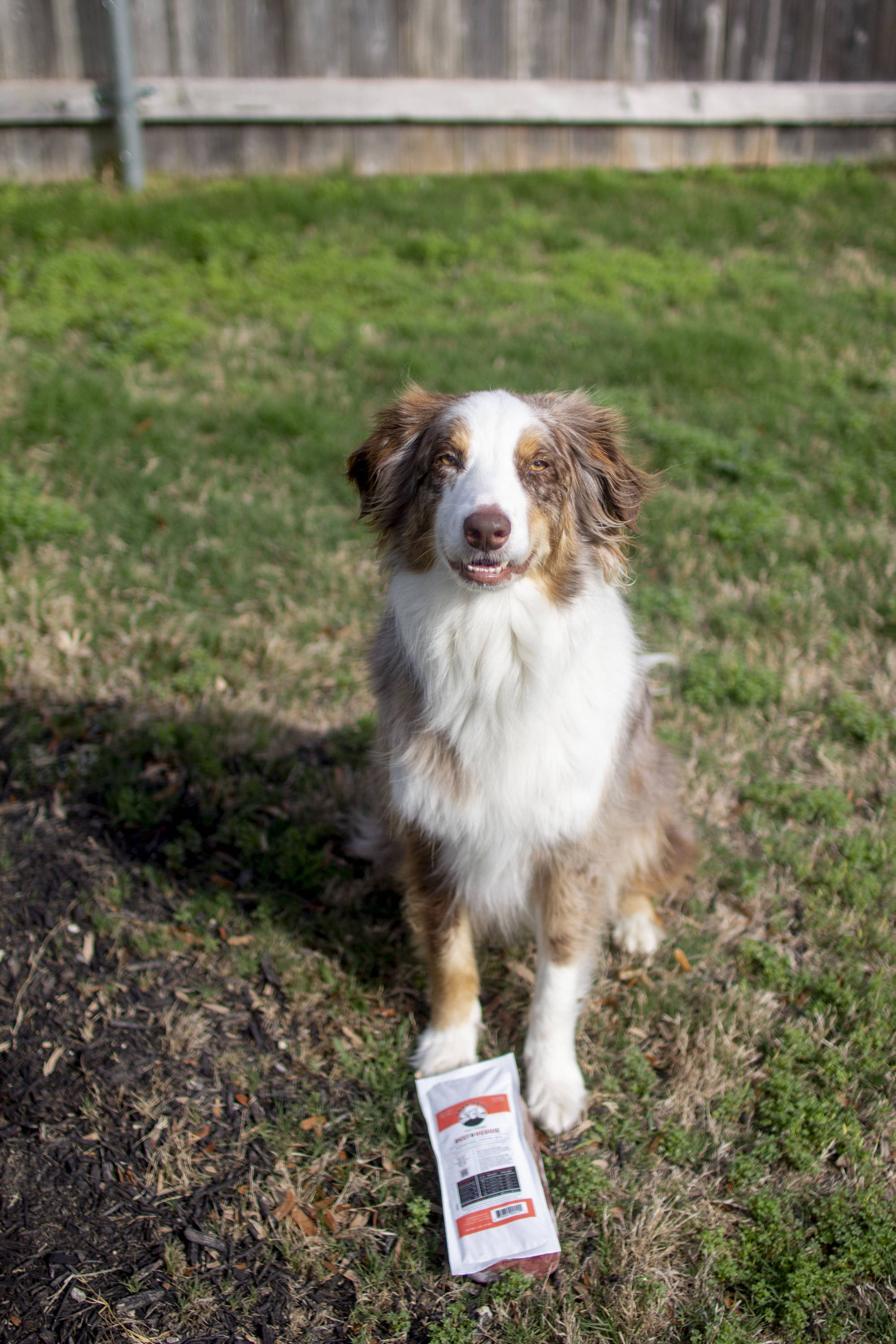 Australian Shepherd sitting and smiling next to Oma's Pride Beef and Veggie Mix.