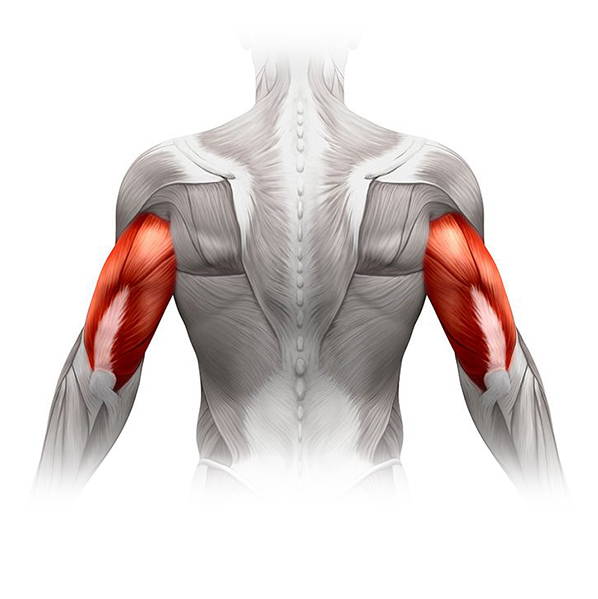 photo of the tricep muscles