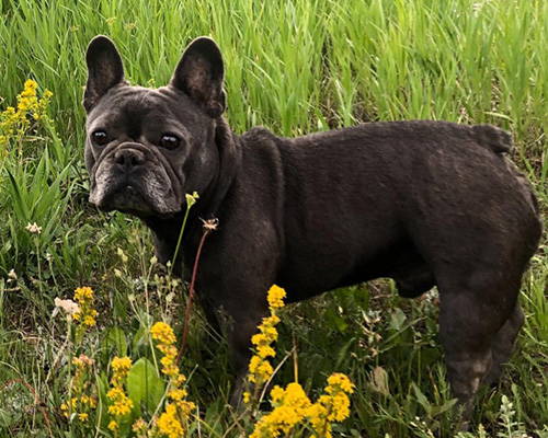 dog poisoned blue green algae