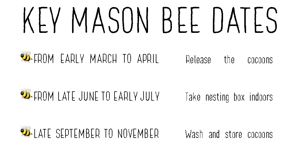 Key Mason Bee Dates: From early March to April, Release the cocoons. From late June to early July, Take nesting box indoors. Late September to November, Wash and store cocoons.