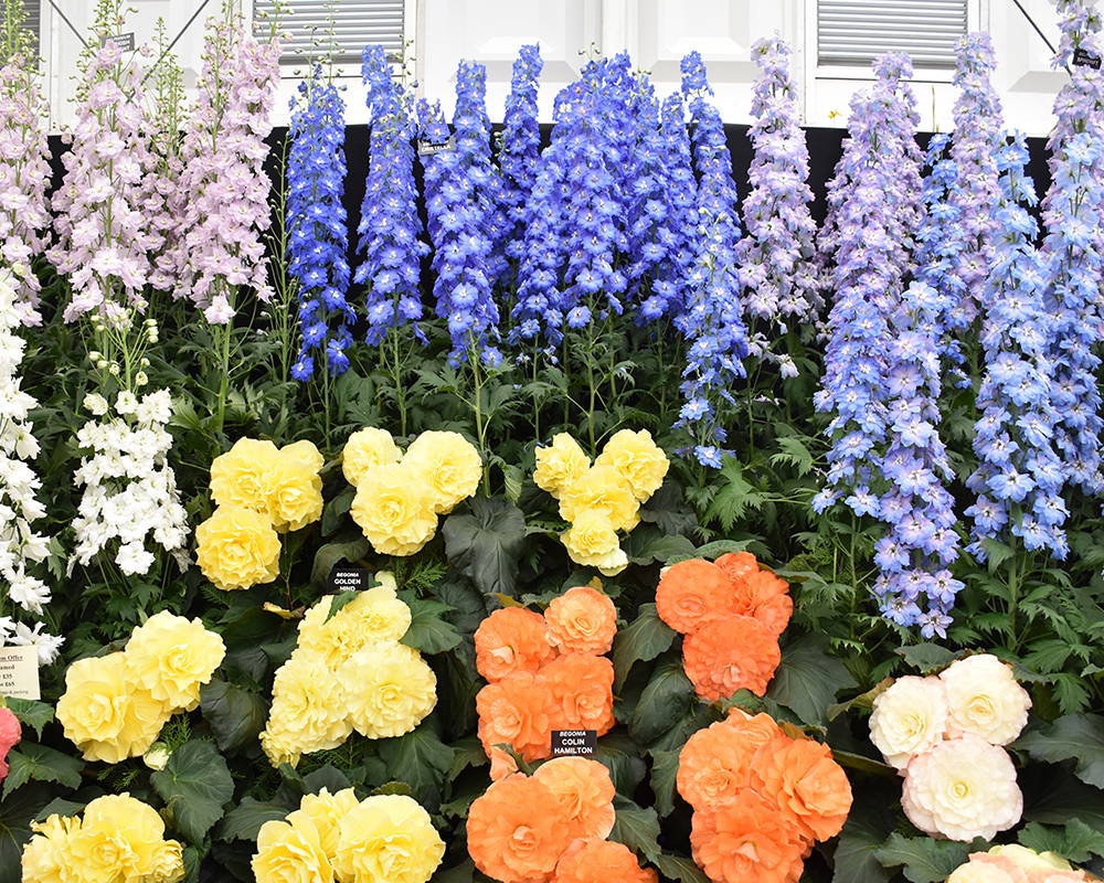 Blue, purple, orange, and yellow flowers at the 2018 Chelsea Flower Show