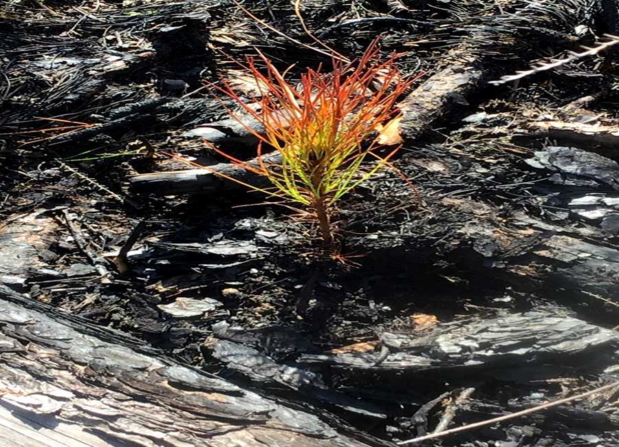 Tree sapling growing