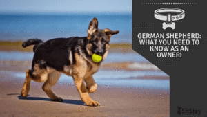German Shepherd: What You Need To Know As An Owner