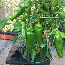 Susan's Peppers