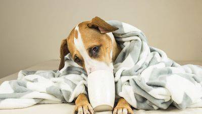 dog drinking bone broth from a mug