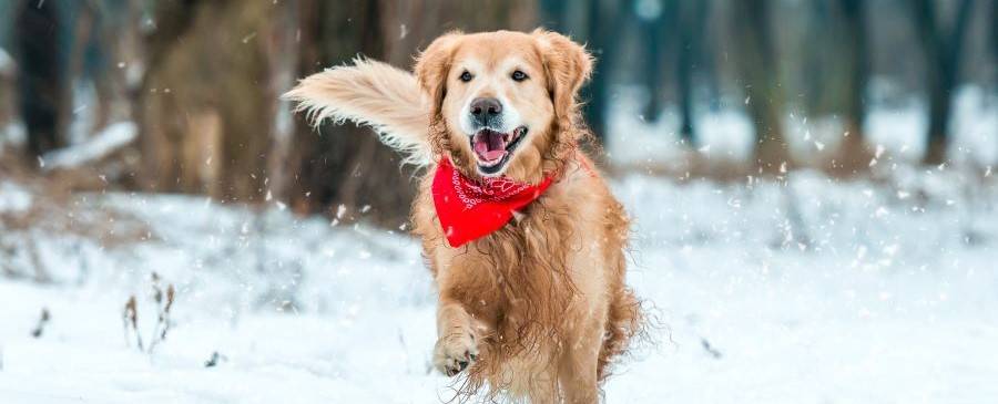 A happy healthy retriever dog running through the snow
