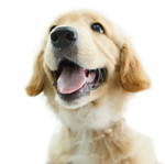 Puppy dog food