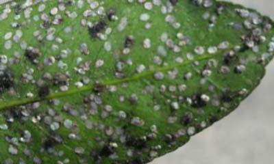 Nymphs on underside of gardenia leaf