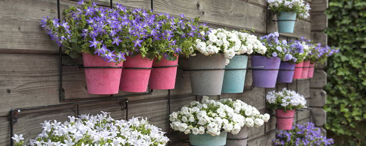 Terrasplanten pot kleuren het terras! – Bakker.com