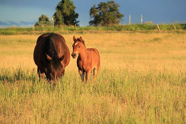 Walking near horses