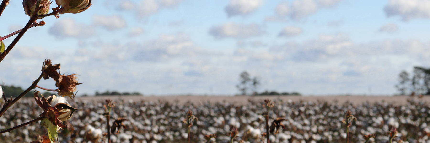 cotton field, manufacturing a revolution