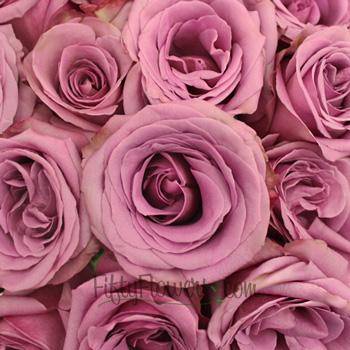 Lavender Roses - What do lavender roses mean