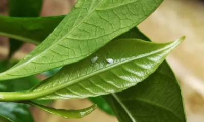 Citrus whitefly adults