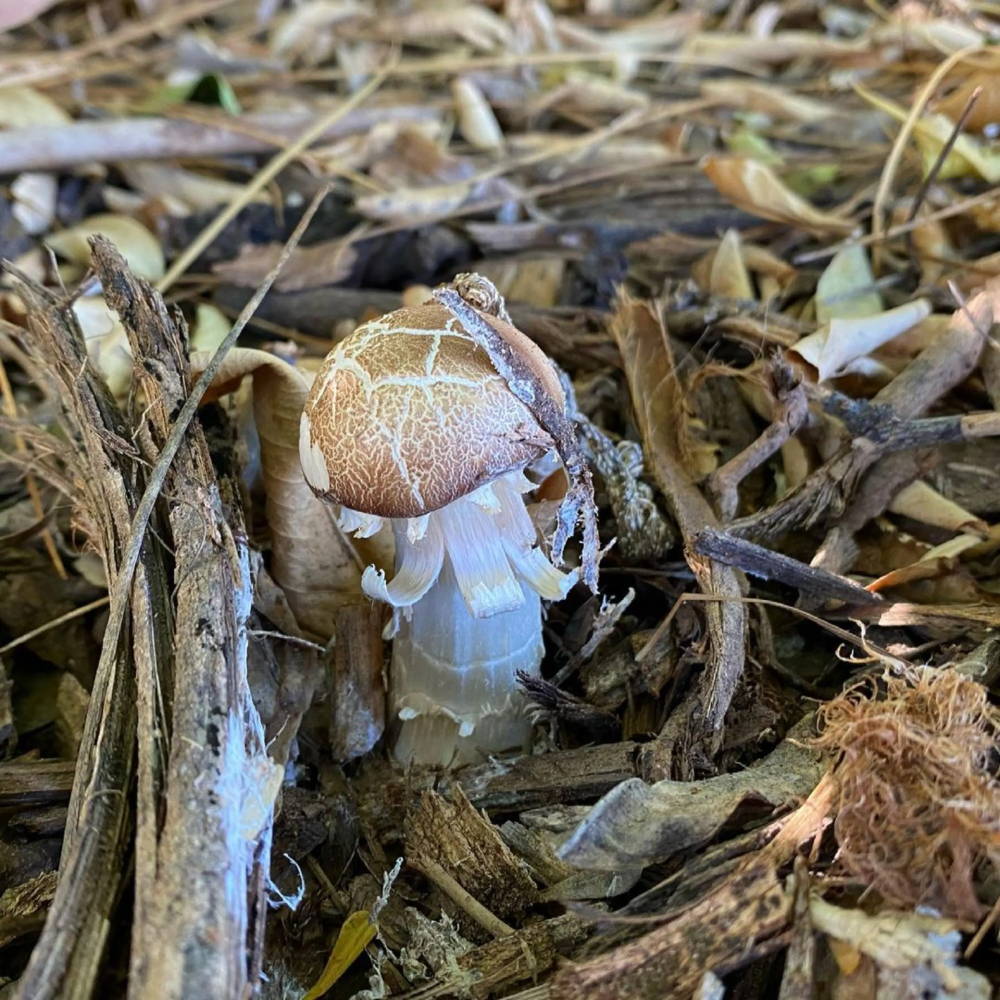 A Wine Cap mushroom growing in compost and wood chips.