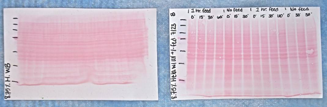 Ponceau S staining